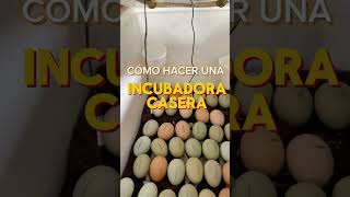 Cómo Crear una Incubadora de huevos Casera [upl. by Noremak]