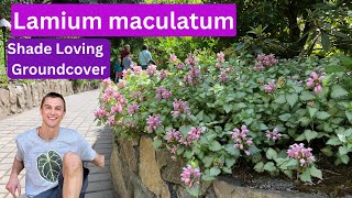 Great Groundcover  Lamium maculatum  Shade Gardens [upl. by Mildrid]