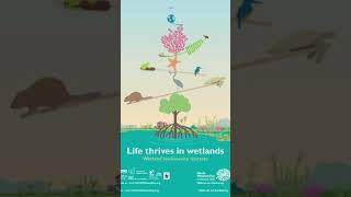 Wetlands of india facts ssc history upsc knowledge education unwrappedwisdom [upl. by Wiese]