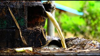 Traditional Jaggery Production Process  Jaggery Making Process Jaggery Business [upl. by Folly855]