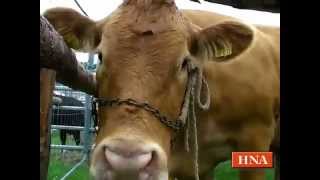 Tierschau beim Viehmarkt in Bad Wildungen [upl. by Geralda]