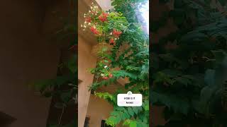 How are the flowers  🙄 love shorts video flowers plants tree green song music [upl. by Ihteerp417]