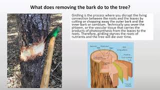 Use of Girdling as a Tool for Oak WoodlandPrairie Restoration [upl. by Barris]