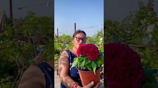 How to Grow and Care for Cocks Comb shorts ytshorts gardening [upl. by Aihsatal]