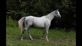 Holsteiner Horse  horse breed [upl. by Halette101]