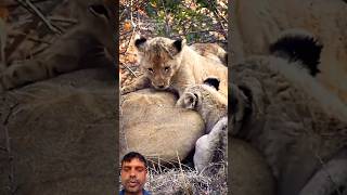 baby lions and mom animals lion youtubeshorts wildlife nature lioncubs babylions [upl. by Leffert]