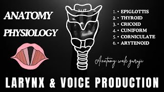 LARYNX CARTILAGES  Larynx Anatomy and physiology in hindi  parts  Vocal cord  AWG [upl. by Lyns]