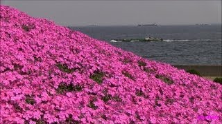 Phlox subulata of Port 港の風景と満開の芝桜 シンボルタワー [upl. by Eneluj]