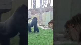 Lion vs Gorilla Who Wins a Fight See the answer in the channel video lion gorilla lionfight [upl. by Rafaelia950]