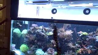 210 Saltwater Reef Tank  Catching My Engineer Goby [upl. by Macdonald]