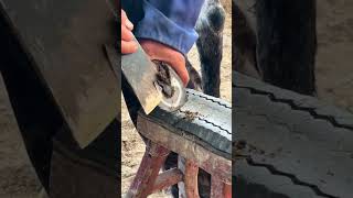 Wonderful donkey hoof trimming video shorts [upl. by Llednik22]