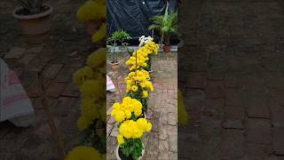 Guldaudi  गुलदाउदी  flowerviralvideo plants youtubeshorts shorts nature flowers winter [upl. by Ymorej]