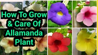 How To Grow amp Care Of Allamanda Plant sanyagardeningvinefloweringplantallamandacare [upl. by Aihsekel]