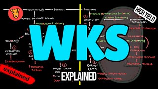 WERNICKEKORSAKOFF SYNDROME Pathogenesis Clinical symptoms Treatment [upl. by Nimaynib]