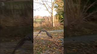 RedTailed Hawk with an Impressive FlyBy 110624 [upl. by Natale]