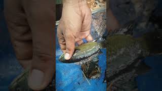 Anabas fish 3 months growth paduthakulam redthilapia anabas [upl. by Nnairda]