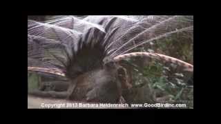 Awesome bird the Lyre Bird mimicking like crazy [upl. by Malkin570]