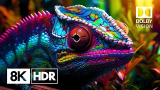 The Ultimate 8K HDR Experience Natures Glory in Ultra HD 60fps Dolby Vision™ [upl. by Ninahs]