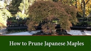 How to Prune Japanese Maple Trees Acer palmatum  Part 1 [upl. by Jasmina]