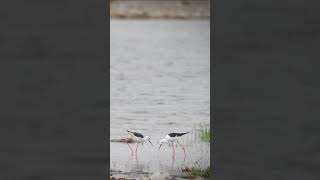 Birds at Etosha National Park Namibia [upl. by Alekat]