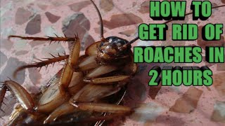 How to get rid of ROACHES in 2 hours [upl. by Ontina868]