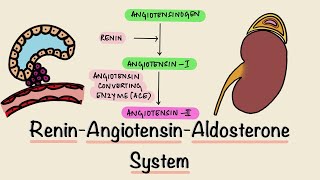 Renin Angiotensin Aldosterone System  RAAS  Juxtaglomerular Apparatus  JGA  Renal Physiology [upl. by Newmark]