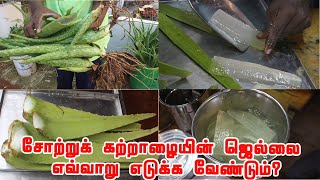 சோற்றுக் கற்றாழையின் மேல் உள்ள தோலை எவ்வாறு நீக்க வேண்டும் சோற்றுக் கற்றாழையின் மருத்துவக் குணங்கள் [upl. by Enymzaj]