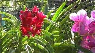 Orchid Nursery at Thai Phuket Orchid Farm [upl. by Vary964]