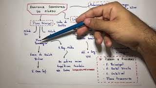 Segmentação hepática  Anatomia em 3 min [upl. by Litt]