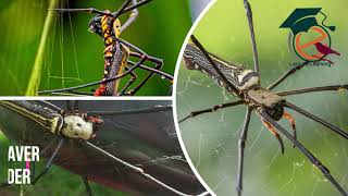 Giant Golden Orbweaver Spider  Nephila pilipes [upl. by Bradford]