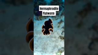 Why These Flatworms Are the Most Unbelievable Creatures on Earth [upl. by Derraj881]