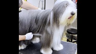 Bearded Collie Comb Out [upl. by Enitram]