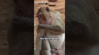 Rhesus Macaque The Expressive Primate gk facts rhesusmacaque viral [upl. by Whall]