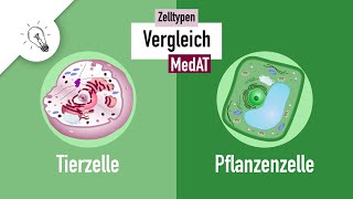 Zelltypen II  Tierzelle vs Pflanzenzelle Vergleich  MedAT  Biologie [upl. by Brost]