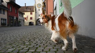 Flauschige Pfoten auf Kopfsteinpflaster  Riley entdeckt eine mittelalterliche Altstadt [upl. by Almallah686]