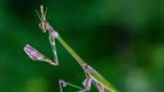 Empusa pennata conehead mantis part 4shorts [upl. by Anora]