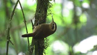 Troglodytes solstitialis auricularis Cabanis 1883  Mountain Wren [upl. by Elleina]