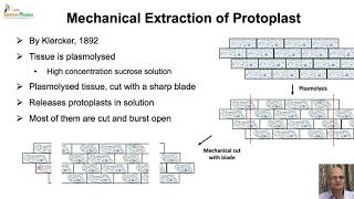 Protoplast Culture amp Application [upl. by Nairad399]