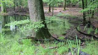 Dunkelsee Stuttgarter Waldsee unterhalb der Solitude [upl. by Einahpts32]