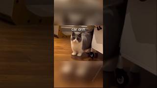 Stop laughing😂🤣 Cats Car 🚗 drift😸 funny cat shorts [upl. by Lydia]