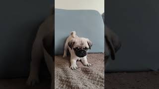 Pug puppy barking [upl. by Denzil411]