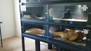 Warning Live Feeding Reticulated Pythons [upl. by Gibbie669]