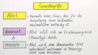 Erbgänge dominantrezessiv intermediär und kodominant  Biologie  Genetik [upl. by Lucienne]