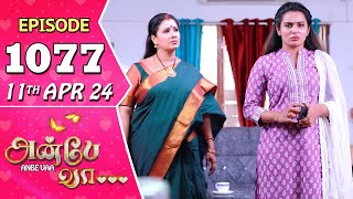 Anbe Vaa Serial  Episode 1077  11th Apr 2024  Virat  Shree Gopika  Saregama TV Shows Tamil [upl. by Colburn]