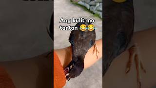 martines ibon nature talkingbirds probinsya birds [upl. by Valeta99]