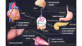 IncretinRelated Therapies Glycemic Control and Beyond [upl. by Prosser]