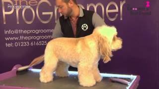 How to groom a Cockapoo  Teddybear Trim  Grooming Guide  Pro Groomer [upl. by Granger936]