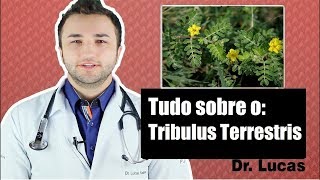 Tribulus Terrestris Funciona Causa queda de Cabelo  Dr Lucas Fustinoni [upl. by Hazlett]