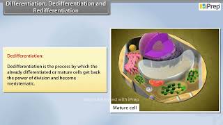 Differentiation Dedifferentiation  Plant Growth and Development  Biology  Class 11th  iPrep [upl. by Alym]