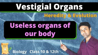 Class 10 Science Chapter 9  Vestigial organs  Heredity and Evolution  By Tushar Sir [upl. by Schild]